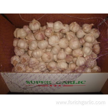 Size of 4.5cm Normal White Garlic